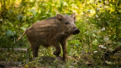 A large-scale pig eradication on Santa Cruz Island removed 5,036 pigs in 411 days, utilizing radio-collared pigs to locate survivors. This project serves as a model for efficient conservation efforts, restoring the island's ecosystem. (Representational/Unsplash)