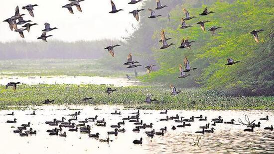 A team raided the Royal Pet Shop in Jagraon and rescued the birds. (HT File)