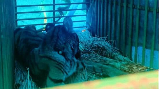 Forest officials rescued a seven- to eight-month-old Royal Bengal tiger cub from an empty house in Mayurbhanj after heavy rain drove it from the forest.