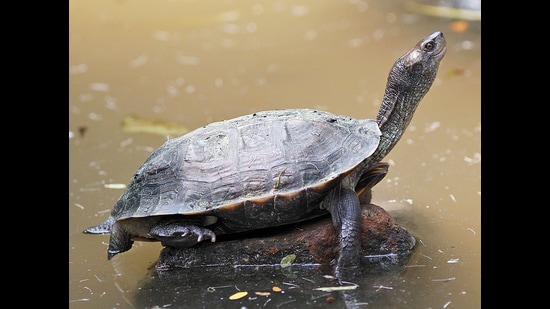 Freshwater Turtle (HT FILE PHOTO)
