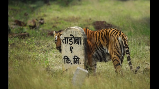 Maya at the reserve. (Photo courtesy Mahesh Khore)