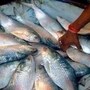In a first, India has exported roe-filled Hilsa from Gujarat to Bangladesh in the last two month