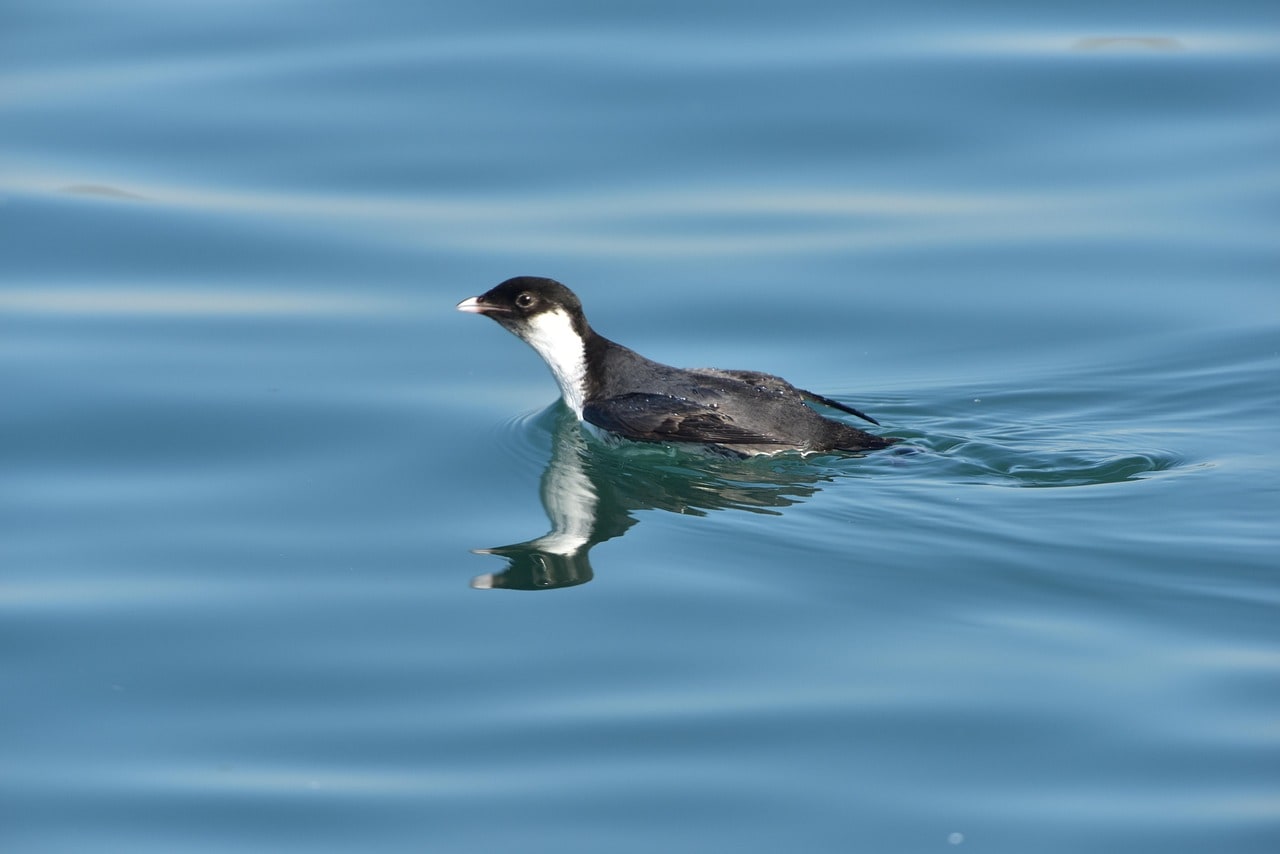 Anacapa Island's rat removal strategy has resulted in a notable rebound of Scripps's murrelets and other seabirds. Enhanced nesting success and growing populations illustrate how eliminating invasive species can revitalize native ecosystems. (Representational/Unsplash)
