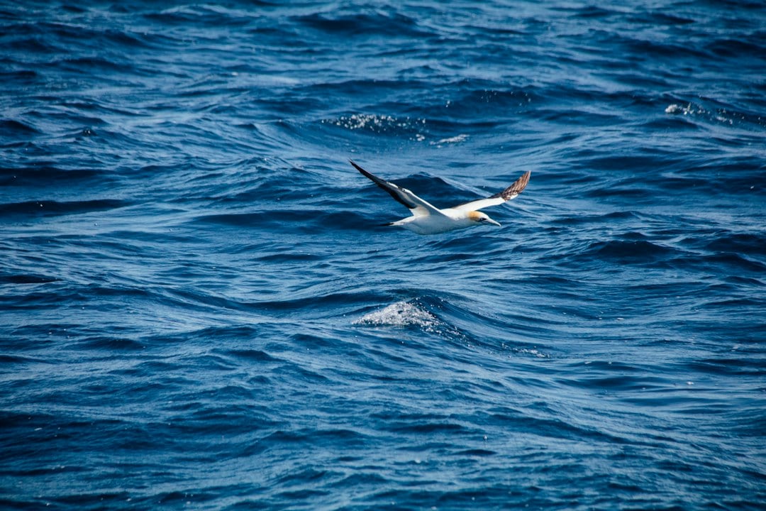 Seabird guano doesn't just fertilize islands, it can also fuel coral growth on nearby reefs. (Representational/Unsplash)