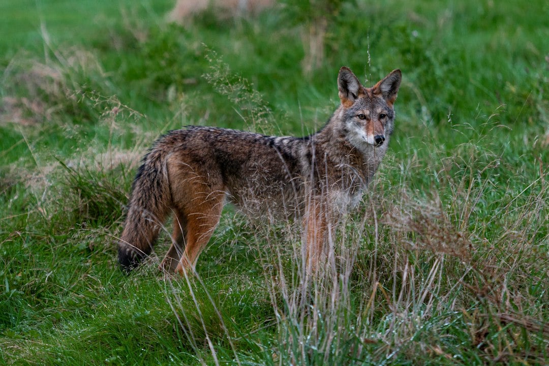 A study revealed urban coyotes in Seattle thrive due to abundant food and fewer natural predators. They adapt to human presence, leading to increased population density. While beneficial for controlling rabbit populations, their bold behavior poses risks for city residents, necessitating effective management strategies. (Representational/Unsplash)