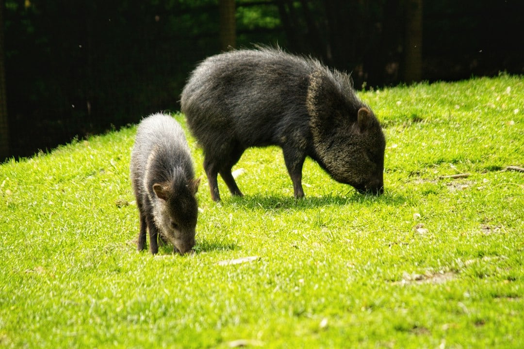 Wild pigs roamed nearly every corner of Santa Cruz Island before the eradication began. (Representational/Unsplash)