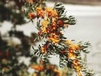 As of now, Ladakh harvests around 1,500 tons a year in September, primarily from three districts: Nubra, Leh, and Kargil. (HT Photo for representation)