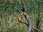Rat snakes of differing colour morphs in combat. (INDRANIL BANERJEE)