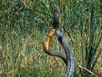 Rat snakes of differing colour morphs in combat. (INDRANIL BANERJEE)