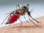 Source reduction, anti-larval spraying and fogging is what we do on a regular basis after the rain stops, the district malaria officer said (HT File Photo)