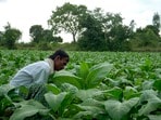 ఏపీ పొగాకు రైతులకు కేంద్రం ఊరట: బ్యారన్‌కు <span class='webrupee'>₹</span>50 వేల వడ్డీ లేని రుణం