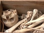 A preliminary inquiry has indicated that the scrap dealer who had obtained the material may have received it from a school.