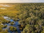 Trees planted to tame the Everglades' wetlands ended up reshaping the ecosystem instead.(AI-generated/ChatGPT)