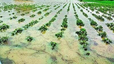 Low-lying agricultural fields have also reported water accumulation, posing risks of root damage, discolouration and deterioration of standing crops. (File)