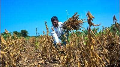 “With kharif crops destroyed and acute shortages of water and fodder, the government must provide immediate and substantial assistance", said Congress state president Harshvardhan Sapkal. (Raju Shinde/HT Photo) “With kharif crops destroyed and acute shortages of water and fodder, the government must provide immediate and substantial assistance", said Congress state president Harshvardhan Sapkal. (Raju Shinde/HT Photo)