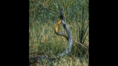 Rat snakes of differing colour morphs in combat. (INDRANIL BANERJEE) Rat snakes of differing colour morphs in combat. (INDRANIL BANERJEE)