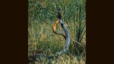 Rat snakes of differing colour morphs in combat. (INDRANIL BANERJEE) Rat snakes of differing colour morphs in combat. (INDRANIL BANERJEE)