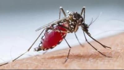 Source reduction, anti-larval spraying and fogging is what we do on a regular basis after the rain stops, the district malaria officer said (HT File Photo) Source reduction, anti-larval spraying and fogging is what we do on a regular basis after the rain stops, the district malaria officer said (HT File Photo)