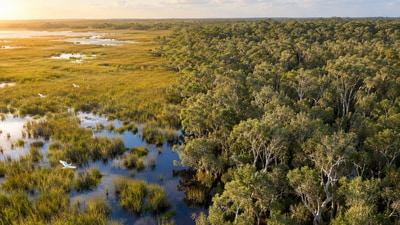 Trees planted to tame the Everglades' wetlands ended up reshaping the ecosystem instead. (AI-generated/ChatGPT)