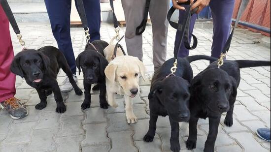 Nose for trouble: How 5 Labrador siblings sniff out country’s narcotics trail at airports