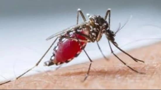 Source reduction, anti-larval spraying and fogging is what we do on a regular basis after the rain stops, the district malaria officer said (HT File Photo)