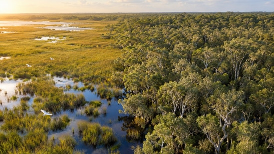 Trees planted to tame the Everglades' wetlands ended up reshaping the ecosystem instead. (AI-generated/ChatGPT)