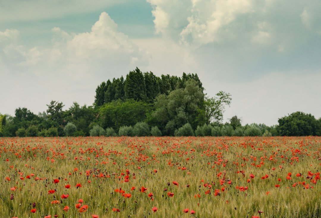 Beyond blocking wind, these old tree lines have become a home for wildlife. (Representational/Unsplash)