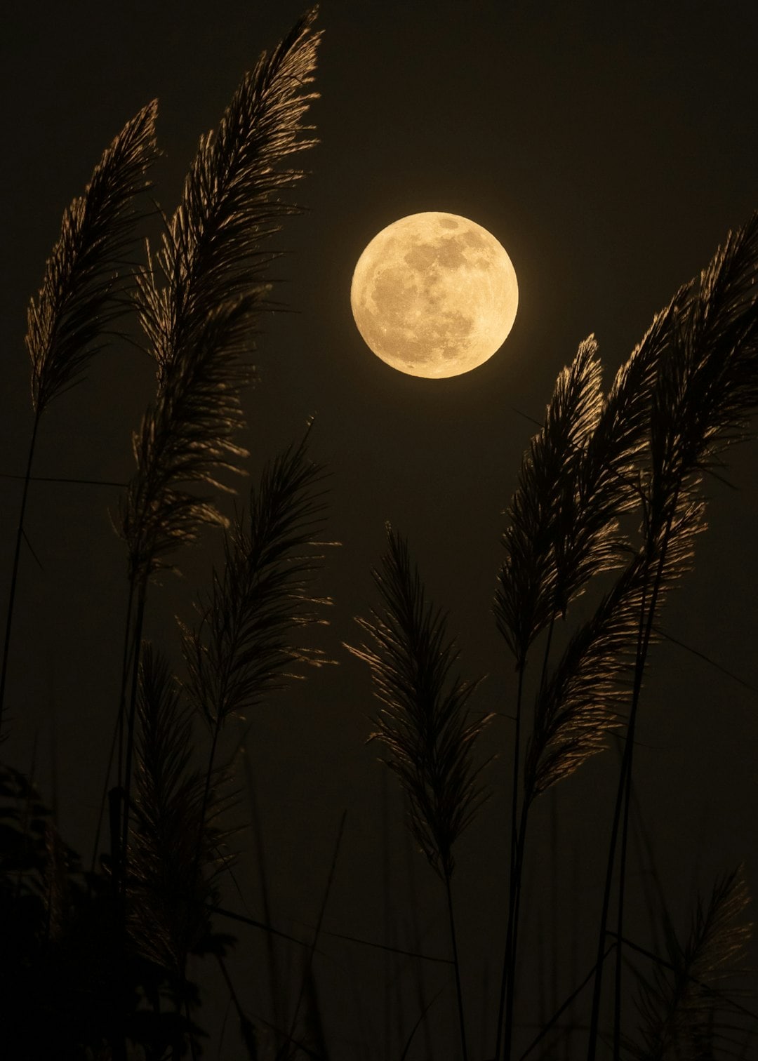 The project laid the groundwork for future space communication, influencing radar astronomy and the subsequent Space Race. (Representational/Unsplash)