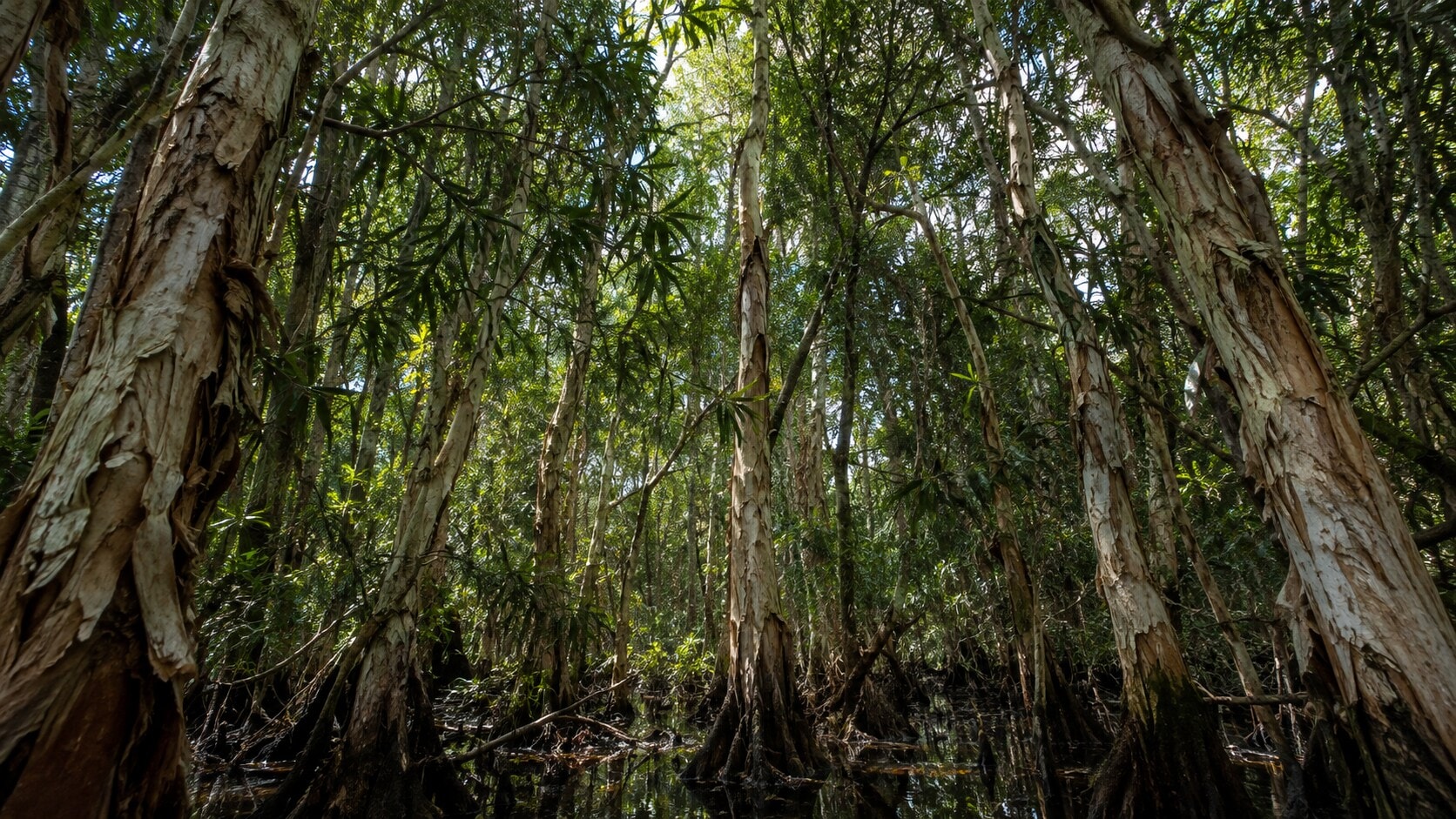 Dense canopies like this one crowd out the native plants beneath them. (AI-generated/ChatGPT)