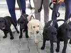 Nose for trouble: How 5 Labrador siblings sniff out country’s narcotics trail at airports