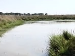 Biggest water body which is part of the Mailhan lake cluster in Phulpur area of Prayagraj (HT)