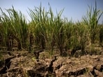 With the erratic weather brought about by El Niño, food and produce supplies are likely to take a hit.