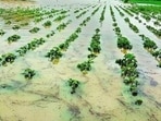 Low-lying agricultural fields have also reported water accumulation, posing risks of root damage, discolouration and deterioration of standing crops. (File)