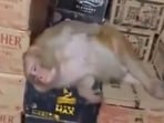A monkey in Ranchi enters a liquor shop, downs a Vodka and goes into deep sleep.