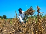 “With kharif crops destroyed and acute shortages of water and fodder, the government must provide immediate and substantial assistance", said Congress state president Harshvardhan Sapkal.
