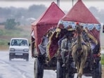 People travel in camel carts amid rainfall at Pushkar, in Ajmer district, Rajasthan. 