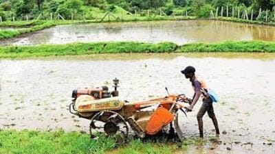 Despite an overall rainfall surplus, 19 districts remain deficient, posing contrasting challenges for Kharif crops and Rabi sowing. (For representation)
