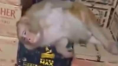 A monkey in Ranchi enters a liquor shop, downs a Vodka and goes into deep sleep. (X/@RT_com) A monkey in Ranchi enters a liquor shop, downs a Vodka and goes into deep sleep. (X/@RT_com)