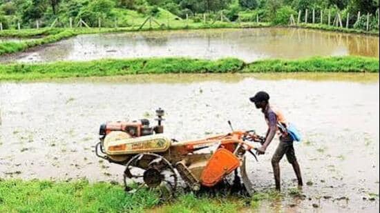 Despite an overall rainfall surplus, 19 districts remain deficient, posing contrasting challenges for Kharif crops and Rabi sowing. (For representation)