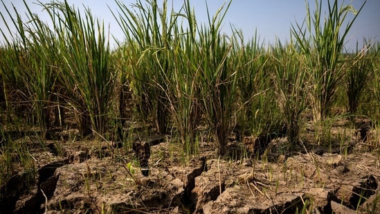 With the erratic weather brought about by El Niño, food and produce supplies are likely to take a hit.