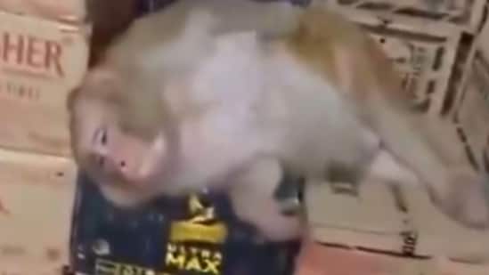 A monkey in Ranchi enters a liquor shop, downs a Vodka and goes into deep sleep.