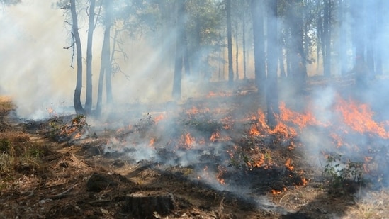 Maui County fire: Evacuation orders issued as blaze burns near Olowalu Village. (Representational photo) (Unsplash)