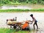 Despite an overall rainfall surplus, 19 districts remain deficient, posing contrasting challenges for Kharif crops and Rabi sowing. (For representation)