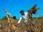Farmers or data centres? Congress questions state’s water priorities amid drought. (Raju Shinde/HT Photo)