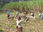 Farmer leader and former MP Raju Shetti who, along with farmers, has begun raising his voice against the proposed step, explained why a 15-day advancement of the cane-crushing season would result in losses to farmers and mill owners.
