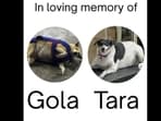 The organisers shared a tribute for the two dogs on Instagram.