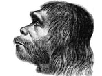 Neanderthal 1 or Feldhofer 1, considered the first artistic reconstruction of a Neanderthal, created by Hermann Schaaffhausen, who along with Johann Carl Fuhlrott, announced the discovery of the first Homo neanderthalensis.