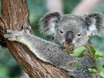 The Irwins' Ironbark Station project revitalizes koala habitat by planting 44,000 eucalyptus trees since 1994.