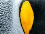 Inspired by penguin feathers, a new VO₂-based film manages heat by both absorbing and reflecting solar radiation. While showing promise for energy efficiency, further research is needed to evaluate long-term use and manufacturing at scale.