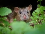 Rats invaded Palmyra Atoll during World War II, harming local seabird-nesting trees.
